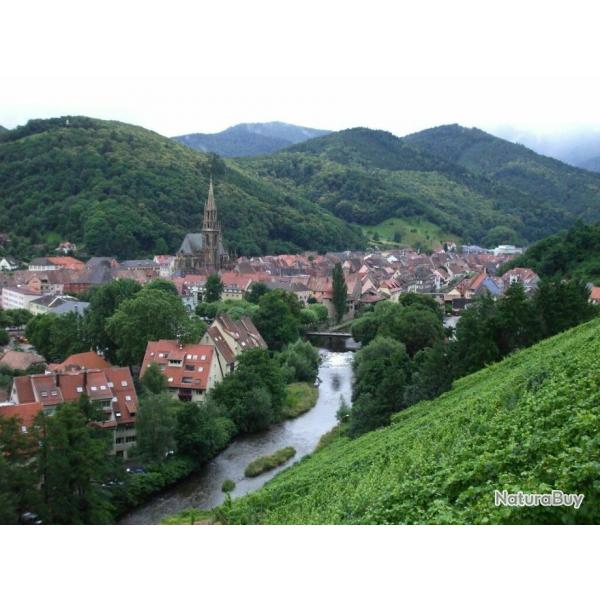 Sjour de pche en Alsace