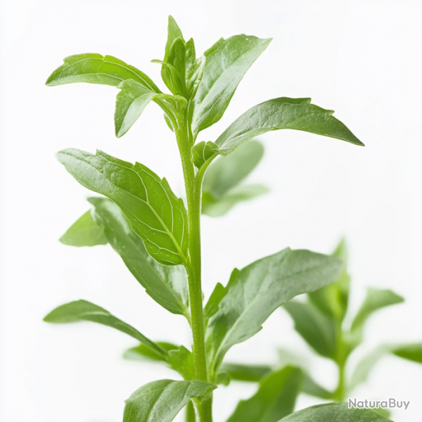 50 Graines de Stevia - SemiSauvage Permaculture