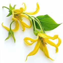 5 Graines d'Ylang-Ylang - SemiSauvage Permaculture