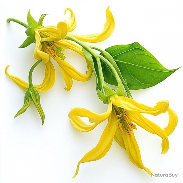 5 Graines d'Ylang-Ylang - SemiSauvage Permaculture