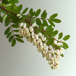 15 Graines de Robinier - Faux Acacia - SemiSauvage Permaculture