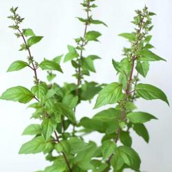 250 Graines de Basilic Sacré Tulsi - SemiSauvage Permaculture