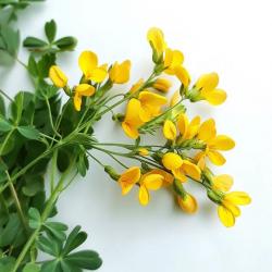 150 Graines de Lotier Corniculé (Lotus corniculatus) - SemiSauvage Permaculture