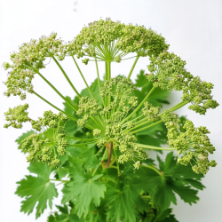 30 Graines d'Angélique Officinale - SemiSauvage Permaculture