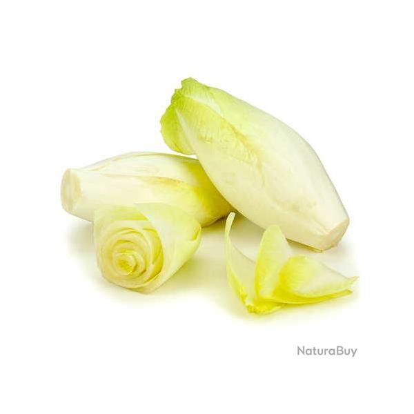 250 Graines d'Endive Demi-htive - SemiSauvage Permaculture