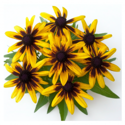 300 Graines de Rudbeckia Gloriosa Daisy - SemiSauvage Permaculture