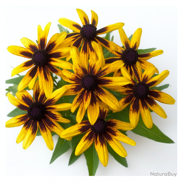 300 Graines de Rudbeckia Gloriosa Daisy - SemiSauvage Permaculture