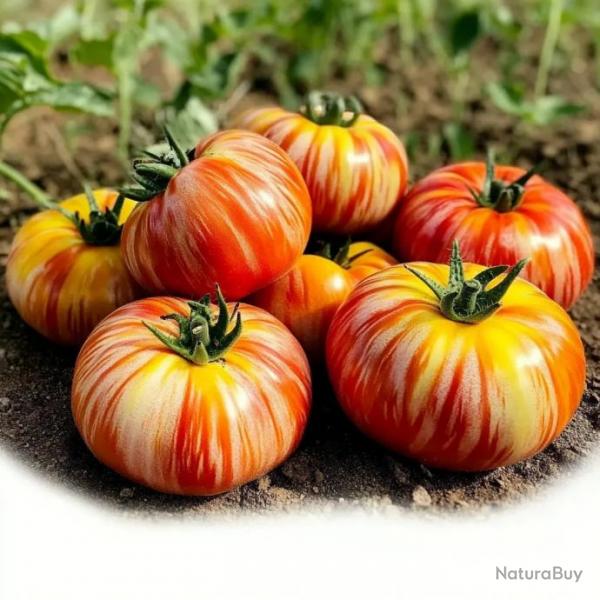 30 Graines de Tomate Tigerella - SemiSauvage Permaculture