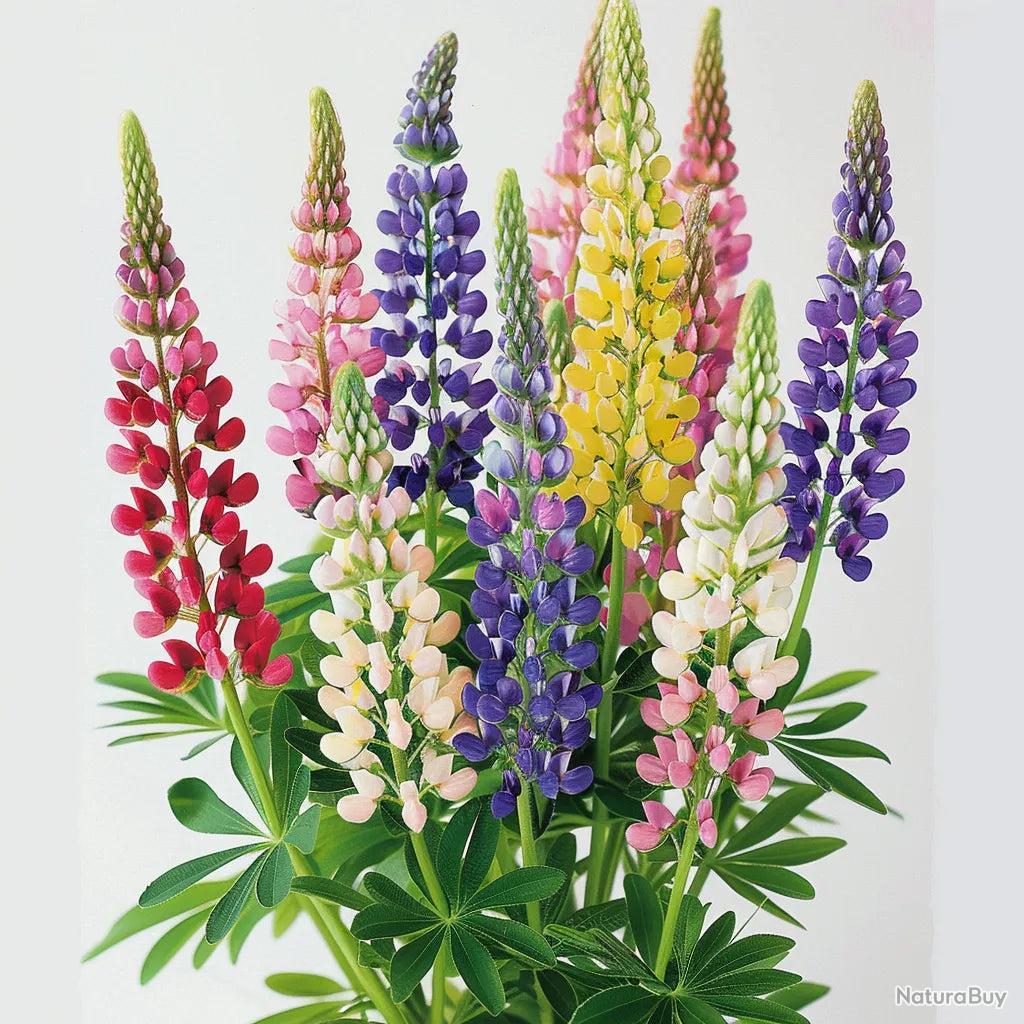 Graines De Lupin Nain Russel - 250 Graines Reproductibles Bio Pour Jardin Fleuri | Semences Paysannes Non Hybrides - 7