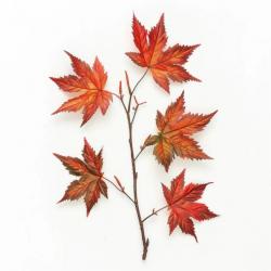 10 Graines d'érable du Japon (Acer palmatum) - SemiSauvage Permaculture