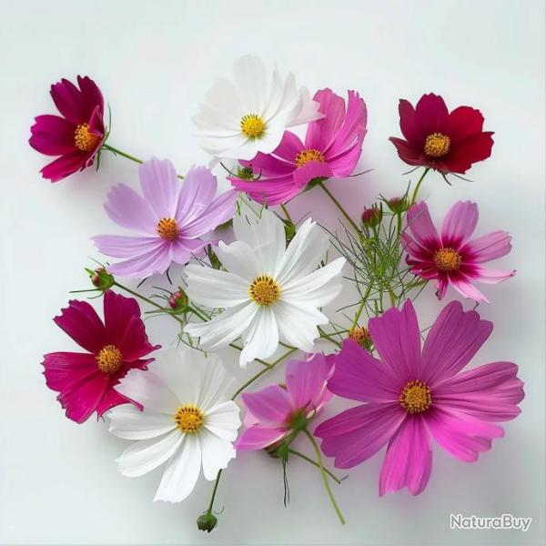 100 Graines de Cosmos Blanc Rose et Rouge - SemiSauvage Permaculture