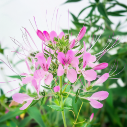 250 Graines de Cléome Rose - SemiSauvage Permaculture