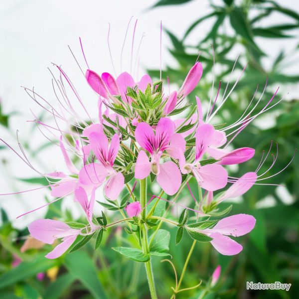 250 Graines de Clome Rose - SemiSauvage Permaculture