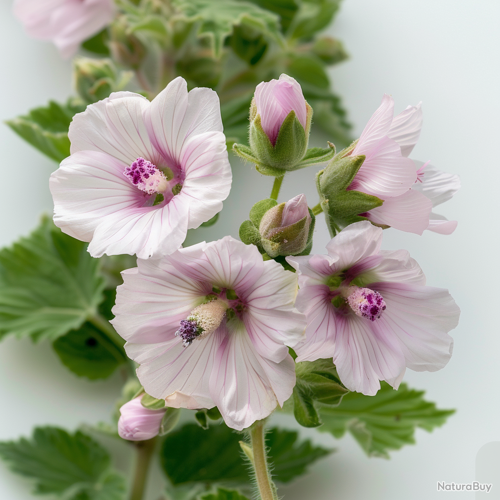 Graines De Lin à Grandes Fleurs Rouges - 150 Graines Paysannes Reproductibles, Pour Jardin Naturel