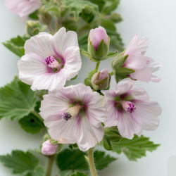 150 Graines de Guimauve Officinale - SemiSauvage Permaculture