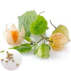 100 Graines de Physalis - SemiSauvage Permaculture