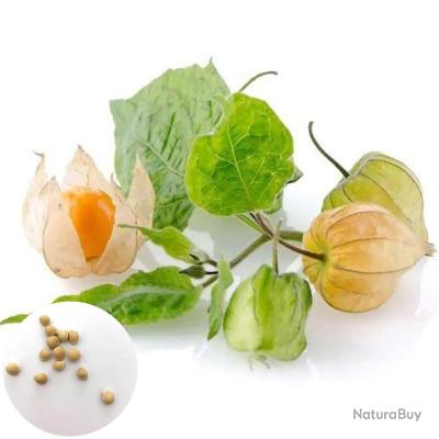 100 Graines De Mûre Sauvage - Ronce Fruitière Rustique - Reproductibles Et Non Traitées - Pour Jardin Ou Verger