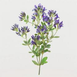 1500 Graines de Luzerne (Medicago sativa) - SemiSauvage Permaculture