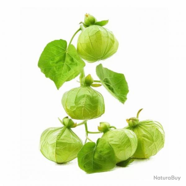 100 Graines de Tomatillo Verte - SemiSauvage Permaculture