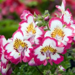 250 Graines de Fleur de Papillon (Schizanthus wisetonensis) - SemiSauvage Permaculture