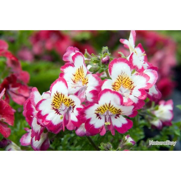 250 Graines de Fleur de Papillon (Schizanthus wisetonensis) - SemiSauvage Permaculture