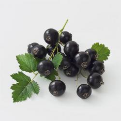 150 Graines de Cassis Géant de Boskoop (Ribes negrum) - SemiSauvage Permaculture