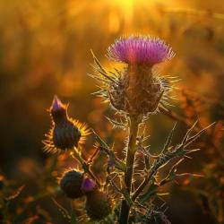 150 graines de Chardon des champs (Cirsium arvense) - SemiSauvage Permaculture