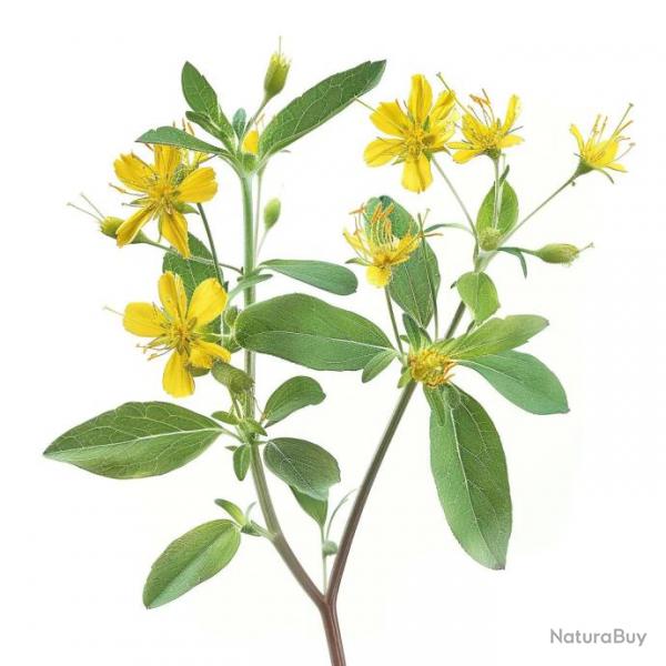 1500 Graines de Millepertuis androsme (hypericum androsaemum) - SemiSauvage Permaculture