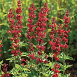 100 Graines de Sauge Rouge écarlate (Salvia coccinea scarlet) - SemiSauvage Permaculture