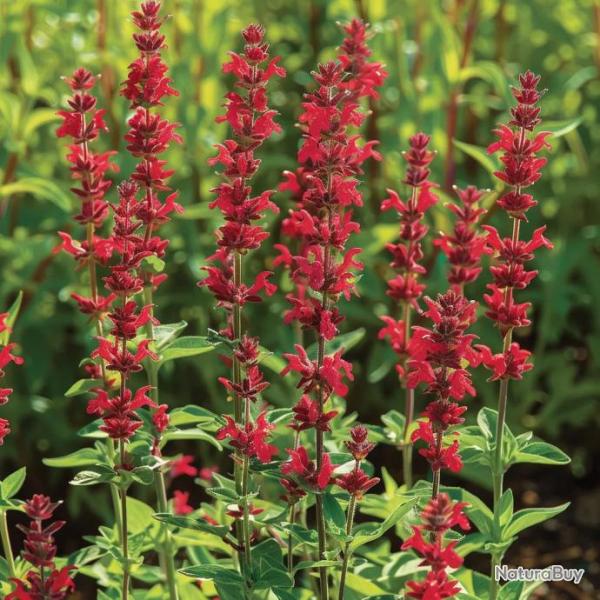 100 Graines de Sauge Rouge carlate (Salvia coccinea scarlet) - SemiSauvage Permaculture