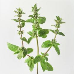 1000 Graines de Menthe Pouliot (Mentha pulegium) - SemiSauvage Permaculture