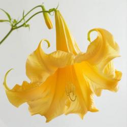 15 Graines de Trompette des Anges jaune (Brugmansia suaveolens) - SemiSauvage Permaculture