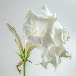 15 Graines de Trompette des Anges blanche (Brugmansia suaveolens) - SemiSauvage Permaculture