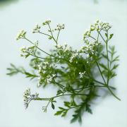 1000 Graines De Trèfle Blanc - Plante Mellifère, Engrais Vert, Couvre-sol - Semences Paysannes Reproductibles Non Traitées