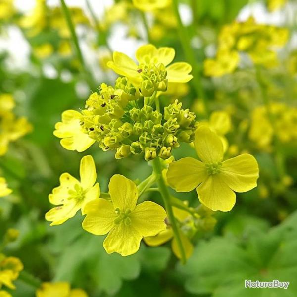 500 Graines de Moutarde Blanche - SemiSauvage Permaculture