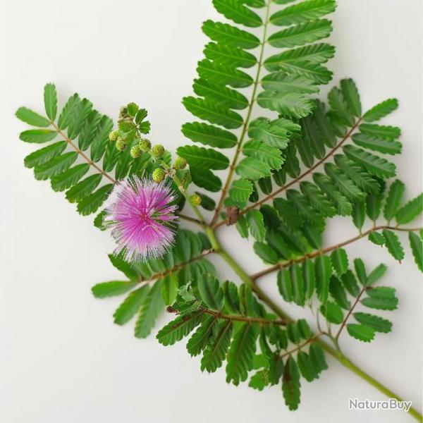 60 Graines de Sensitive (Mimosa pudica) - SemiSauvage Permaculture