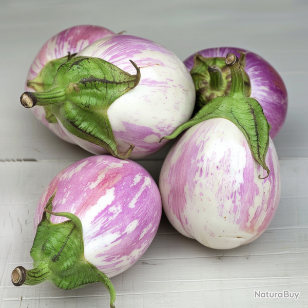 60 Graines d'Aubergine Rontonda di Bianca - SemiSauvage Permaculture