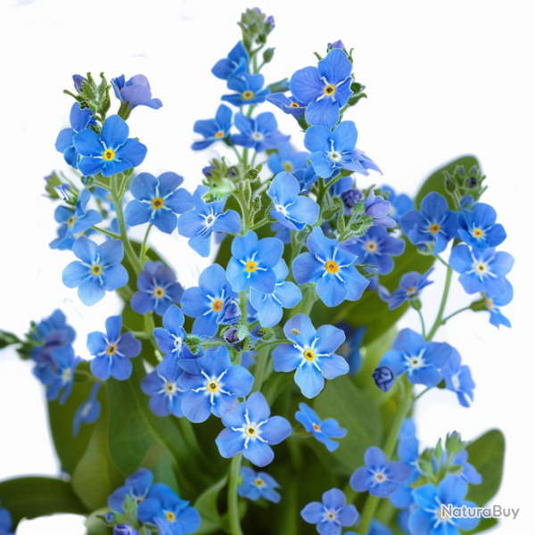 500 Graines de Myosotis Royal Bleu - SemiSauvage Permaculture