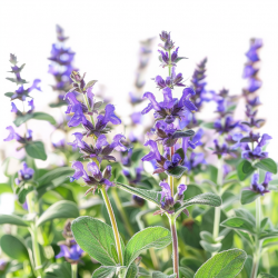 40 Graines de Sauge Officinale - SemiSauvage Permaculture