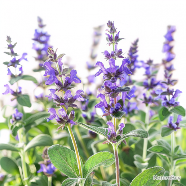 40 Graines de Sauge Officinale - SemiSauvage Permaculture