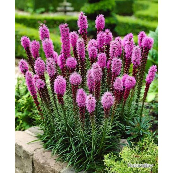 50 Graines de Plume du Kansas (Liatris Spicata) Rose Violac - SemiSauvage Permaculture