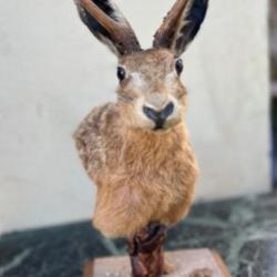 Taxidermie - Lièvre à cornes