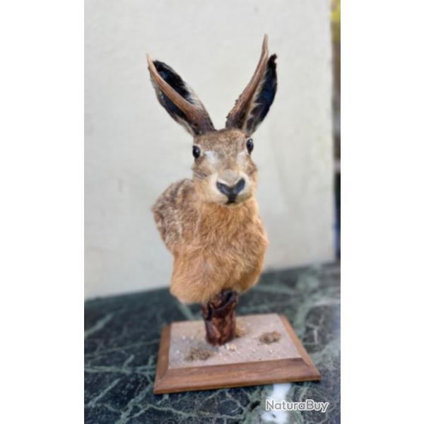 Taxidermie - Livre  cornes