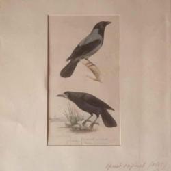 Gravure Grand corbeau et corneille mantelée