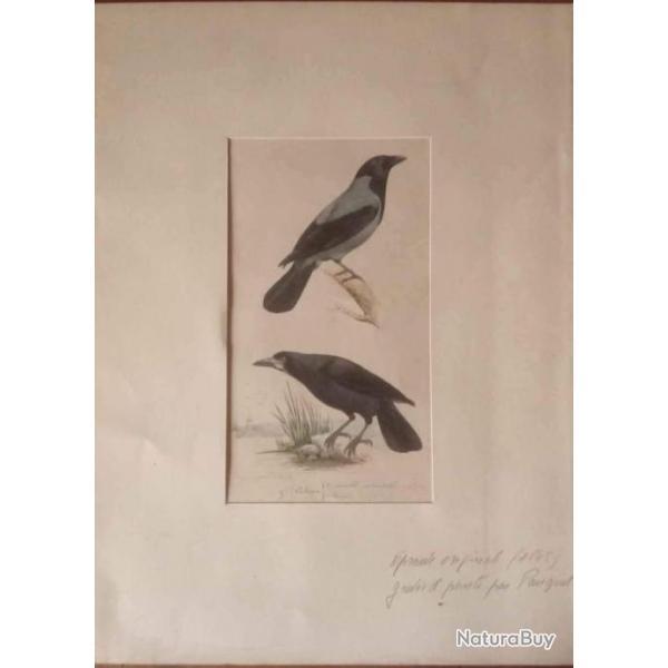 Gravure Grand corbeau et corneille mantele