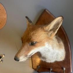 Taxidermie renard bon état