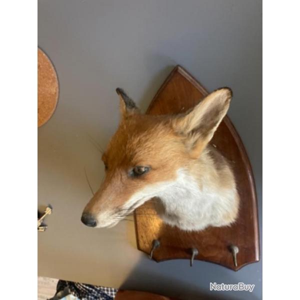 Taxidermie renard bon tat