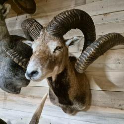 Taxidermie mouflon 102cm