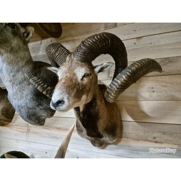 Taxidermie mouflon 102cm