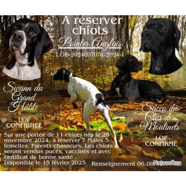 Chiots Pointers Anglais LOF